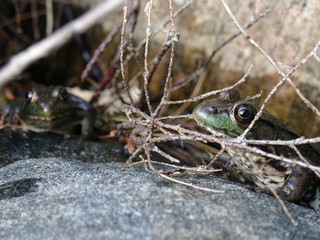 Two Frogs waiting for a meal 