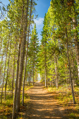 Fototapeta premium Hiking Trail in the Wilderness. Grand Tetons National Park, Jackson Hole, Wyoming, USA.