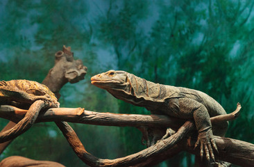 Gray’s monitor, Varanus olivaceus