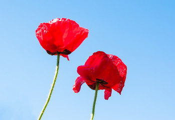 Obraz premium the red poppy flower on blue sky background