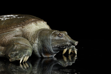 Fototapeta premium Close-up head Chinese Soft Shell Turtle isolated on Black background