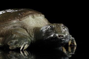 Close-up head Chinese Soft Shell Turtle isolated on Black background