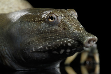 Close-up head Chinese Soft Shell Turtle isolated on Black background