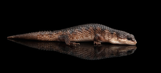 brown skink, tropidophorus baconi on isolated black background with reflection, wild reptile