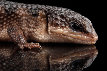Fototapeta premium Close-up brown skink, tropidophorus baconi on isolated black background with reflection, wild reptile