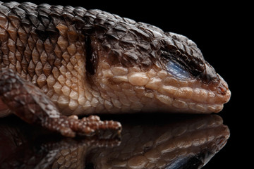 Close-up brown skink, tropidophorus baconi on isolated black background with reflection, wild reptile