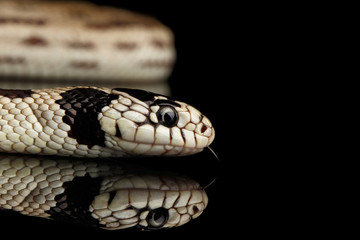 Eastern kingsnake or common king snake, Lampropeltis getula californiae, isolated black background