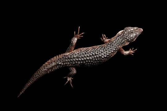 Top view on brown skink, tropidophorus baconi, isolated black background