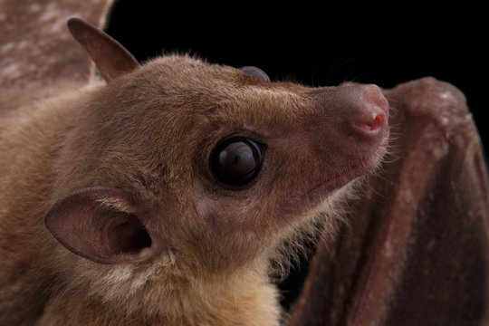 Close-up Egyptian fruit bat or rousette, Rousettus aegyptiacus. on isolated black background