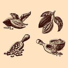 Vector cocoa hand drawn sketch illustration.