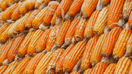 Yellow dried corns. Selective focus.
