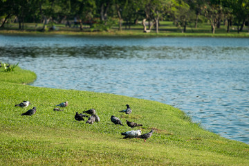 pigeons on the lawn by the river. 