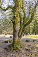 Moss covered tree Washington state parks.