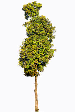 Iron wood tree is deciduous isolated on white background (Pyinka