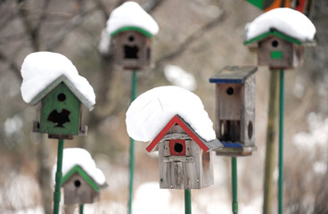 snow in nest of birds.