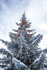 silver fir covered with snow against the sky