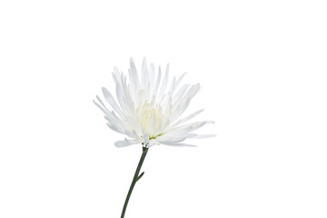 beautiful white chrysanthemum
