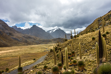 orest of Puyas, typical plant of the Andean region in South America. This forest is located in the national park of Huascaran in the north of Peru