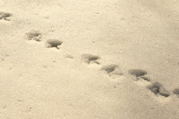Fototapeta na wymiar bird tracks in snow