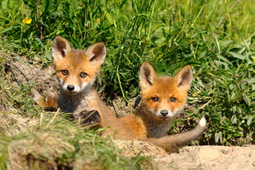 cute red fox siblings at the entrance of the den