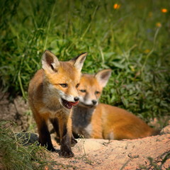 Naklejka na ściany i meble family of red foxes