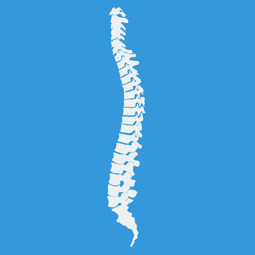 Vector illustration white spine diagnostic symbol