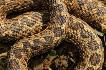 pattern of meadow viper scales