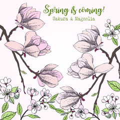 Spring Sakura and Magnolia Background