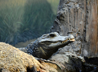 Fototapeta premium Caiman Head/Black Caiman looking over rocks