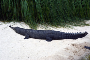Indian Gharial/Rare Gharial laying on sand beach 