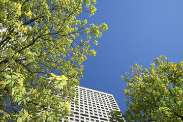 Fresh green and skyscraper 