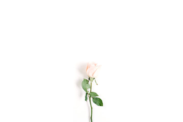 One beige rose on white background. Flat lay, top view. Valentine's background.