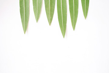 Naklejka premium Green tree leaves. Flat lay, top view. Blog hero or header