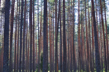 pine trees in the forest