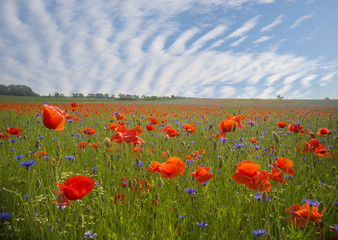 Spring meadow of blooming red poppies 