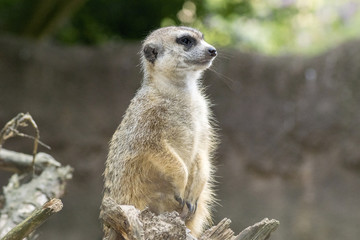 meerkat sitting on the lookout in a tree