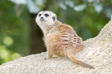 Fototapeta premium meerkat sitting on the lookout in a tree