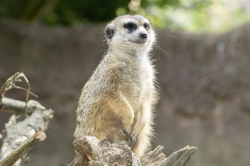 Naklejka na ściany i meble meerkat sitting on the lookout in a tree
