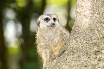 Fototapeta premium meerkat sitting on the lookout in a tree