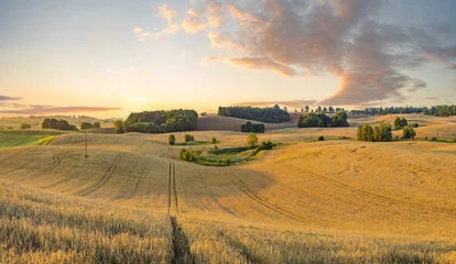 Peel and stick wall murals Countryside mature wheat field just before the harvest, a high-resolution pa