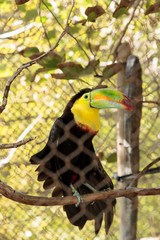 keel-billed toucan, Ramphastos sulfuratus