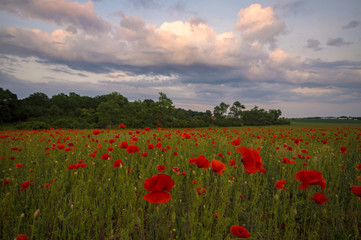 Spring meadow of blooming red poppies on a background of beautiful sky

