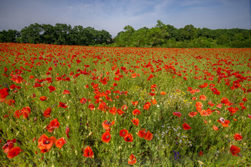 Fototapeta na wymiar Spring meadow of blooming red poppies on a background of beautiful sky