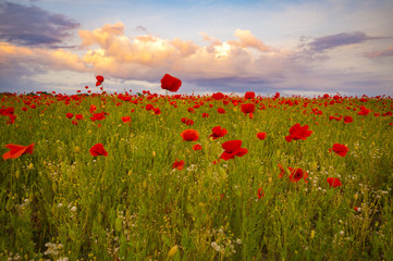 Spring meadow of blooming red poppies on a background of beautiful sky

