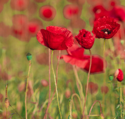 Spring meadow of blooming red poppies

