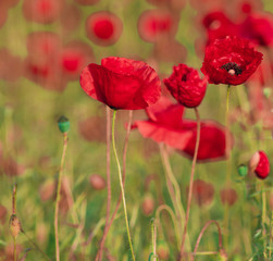 Spring meadow of blooming red poppies

