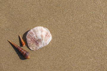 Shells on the sand beach.