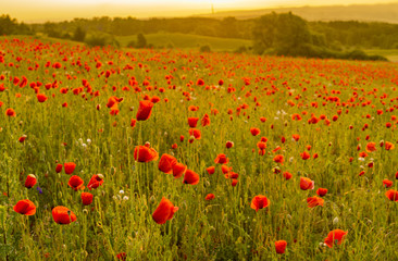 Spring meadow of blooming red poppies