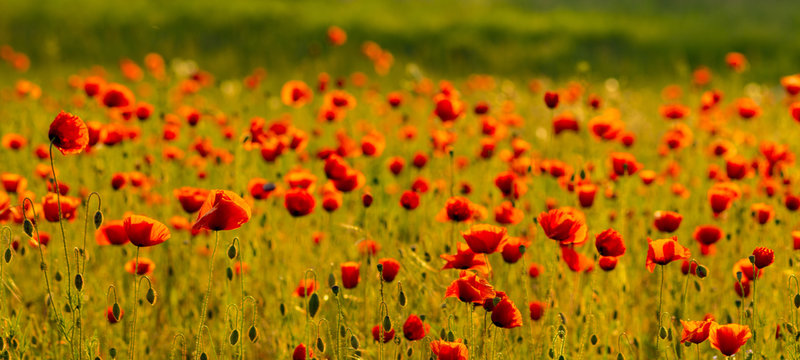 Spring meadow of blooming red poppies© Mike Mareen