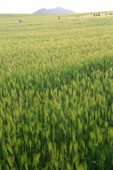 Memories of barley field